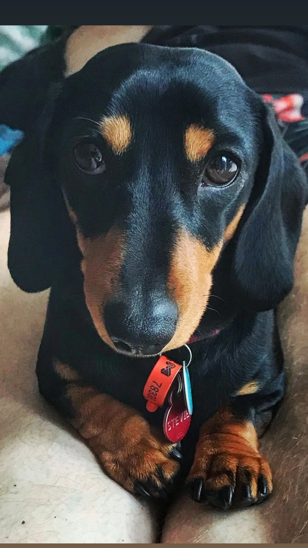 Stevie, the miniature dachshund behind our mascot